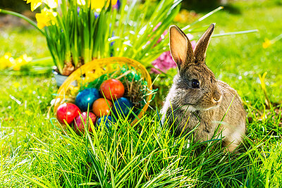 Frohe Ostern! Frohe Ostern!-1