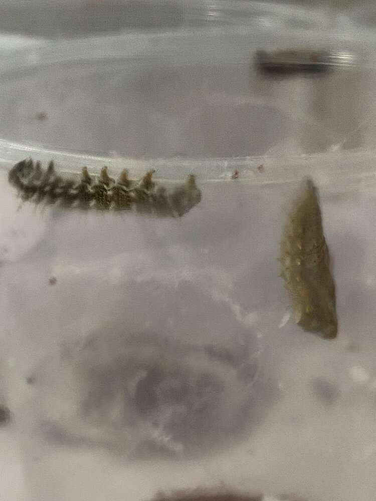 Eine Raupe und eine Schmetterlingspuppe befinden sich in einem durchsichtigen Aufzuchtbehälter.