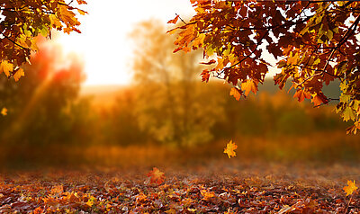 Der Herbst ist da! - Tolle Bastelideen-1