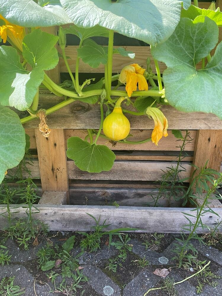Ein gelber Kürbis hängt an einer Rankpflanze mit großen grünen Blättern. Im Hintergrund sind weitere Blätter und eine orange Blüte zu sehen. Die Pflanze wächst an einem Holzgestell.