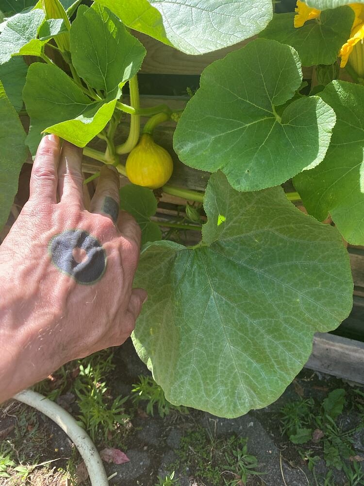 Eine Hand mit einer Tätowierung schiebt Blätter zur Seite, um die Sicht auf einen kleinen gelben Kürbis an einer Rankpflanze mit großen grünen Blättern freizulegen. Die Pflanze wächst an einem Holzgestell im Freien.
