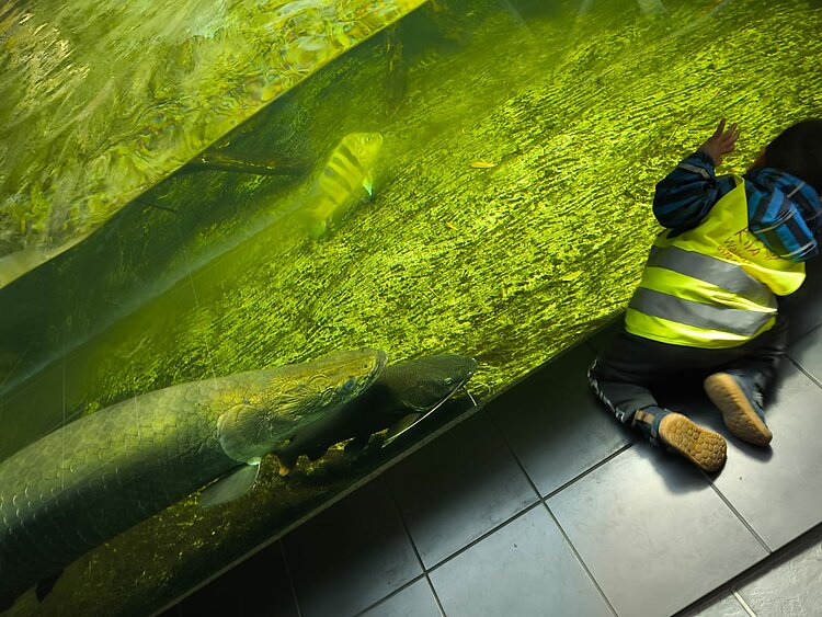 Ein kleines Kind in gelber Warnweste kniet dicht vor einer großen Aquariumscheibe. Im Wasser direkt davor schwimmt ein sehr großer Fisch mit dunklen Schuppen. Die Szene ist in grünlichem Licht gehalten.