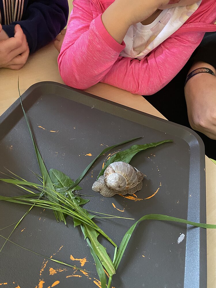 Kinder beobachten eine Schnecke auf einem Tablett mit Blättern und Gräsern.