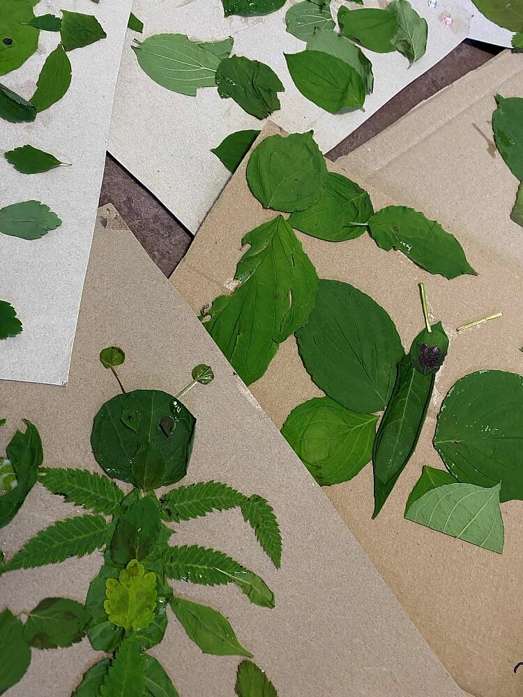Nahaufnahme von grünen Blättern, die auf hellbraunem und weißem Papier oder Pappe geklebt sind. Die Blätter sind in verschiedenen Formen und Größen zu sehen und sollen Insekten darstellen.