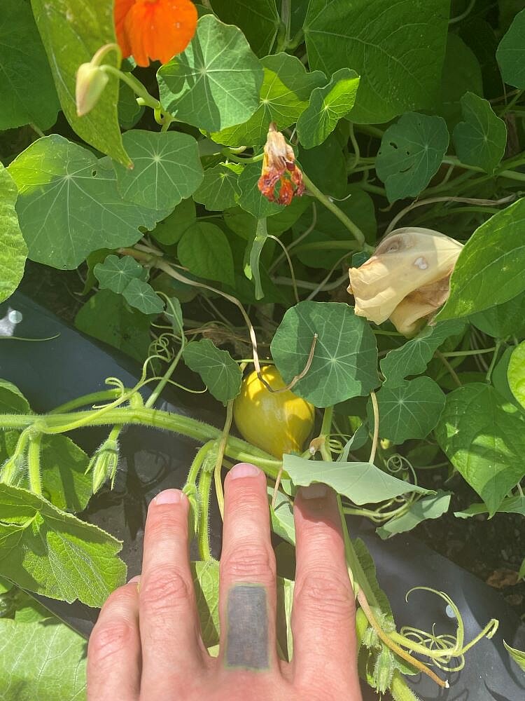 Eine Hand mit einer Tätowierung schiebt Blätter zur Seite, um die Sicht auf einen kleinen gelben Kürbis an einer Rankpflanze mit großen grünen Blättern freizulegen. Im Hintergrund sind orange Blüten und weitere grüne Blätter zu erkennen.