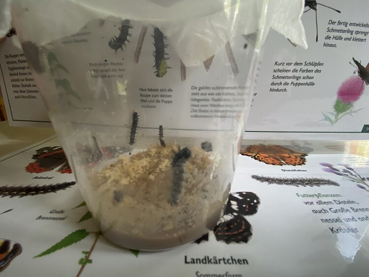 Mehrere Raupen befinden sich in einem durchsichtigen Behälter; im Hintergrund sind Infomaterialien zur Entwicklung von Schmetterlingen zu sehen.