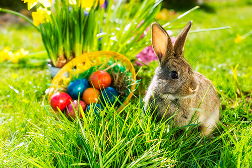 Frohe Ostern! Frohe Ostern!-1